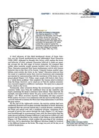 Neuroscience : Exploring the Brain 4th Edicion Mc Graw Hill Mc Graw Hill