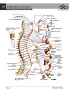Netter Atlas of Human Anatomy: Classic Regional Approach: (Netter Basic Science) 8th Edition ابن سینا ابن سینا