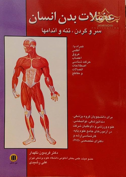 عضلات بدن انسان سروگردن تنه و اندامها