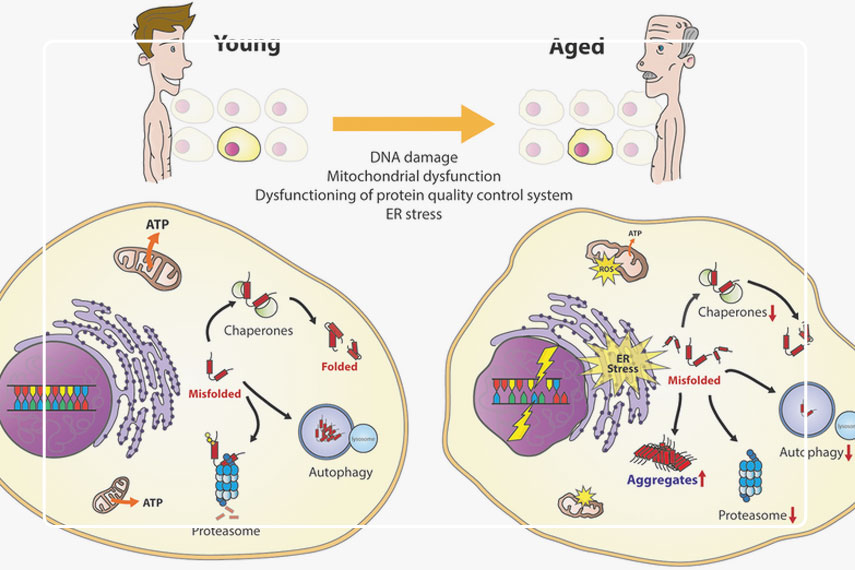 چه عواملی موجب پیری سلول‌ها می‌شوند؟