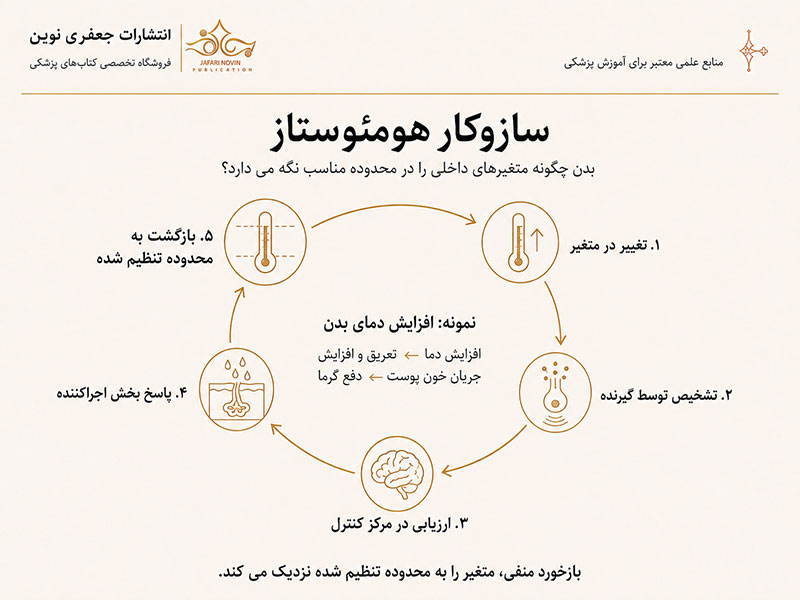 هومئوستاز چیست و چه ارتباطی با فیزیولوژی دارد؟