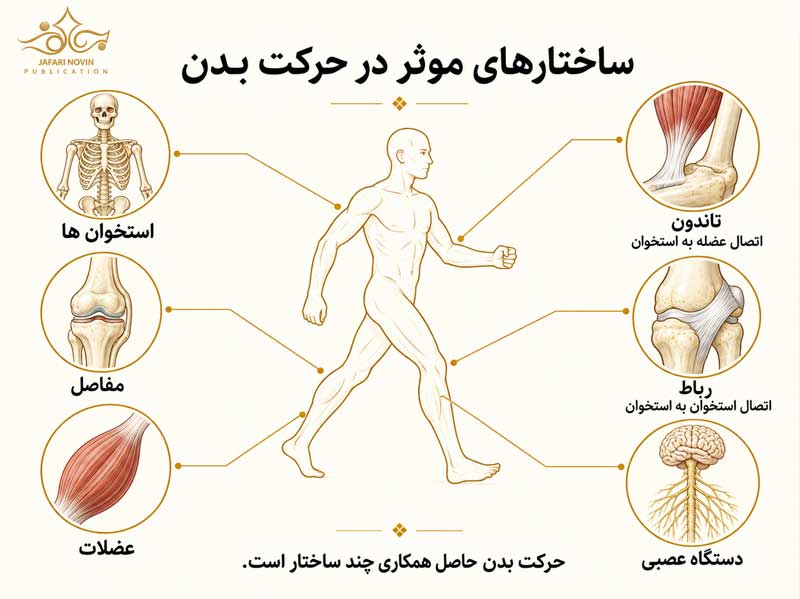 تفاوت تاندون و رباط در اتصال عضله به استخوان و استخوان به استخوان