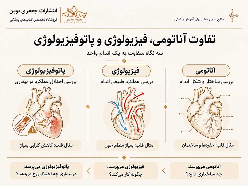 اینفوگرافیک تفاوت آناتومی، فیزیولوژی و پاتوفیزیولوژی با مثال قلب