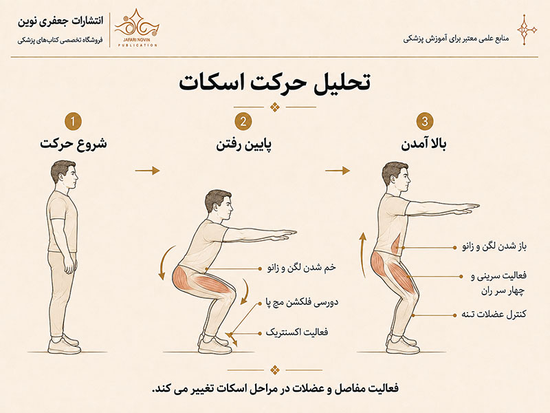 تحلیل آناتومی عملکردی حرکت اسکات