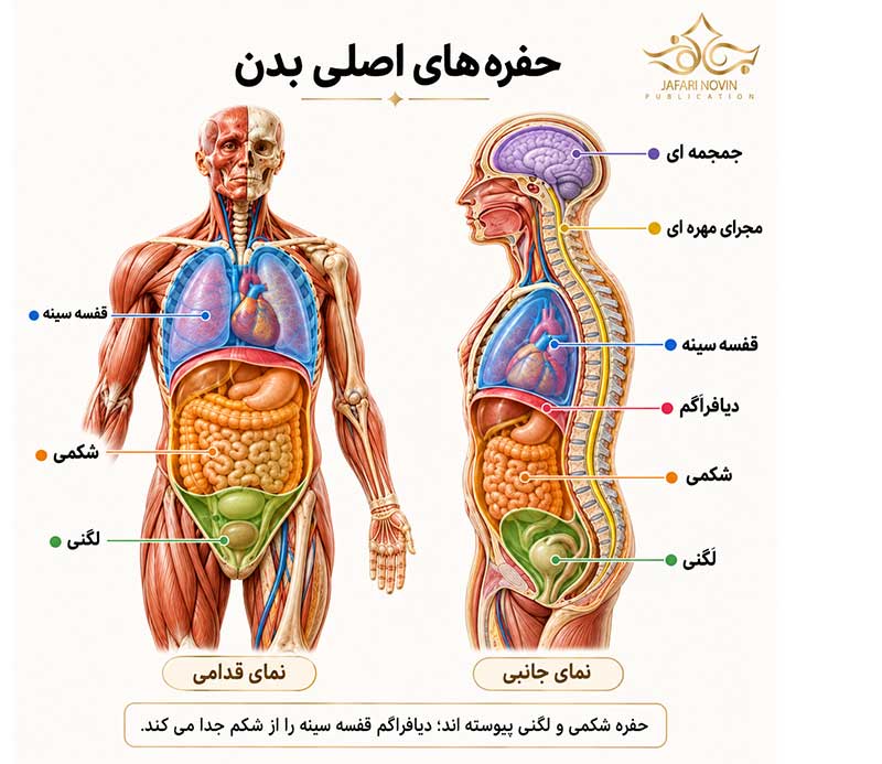 حفره‌های جمجمه‌ای، مهره‌ای، قفسه سینه، شکمی و لگنی بدن