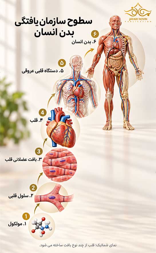 شش سطح سازمان‌یافتگی بدن انسان