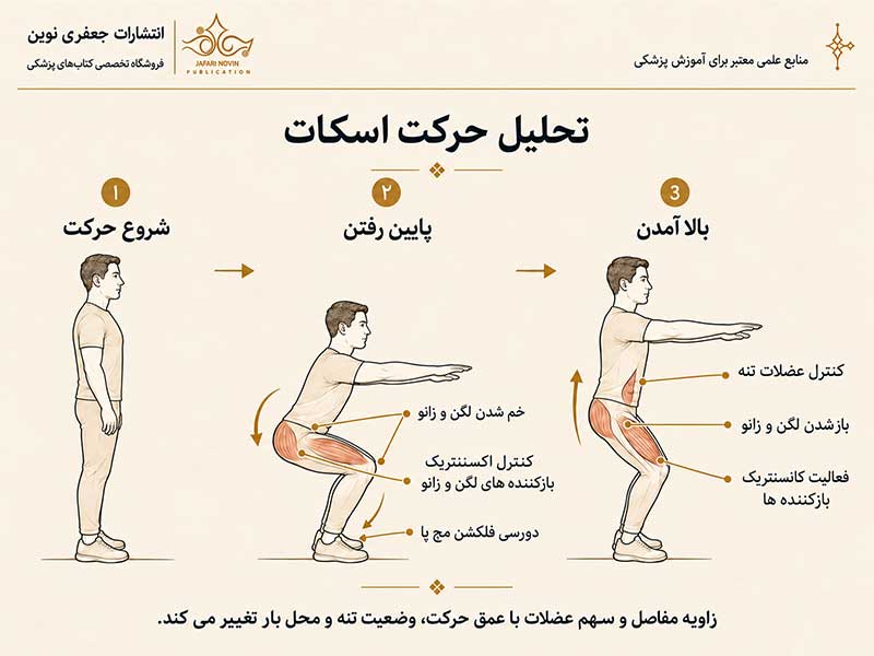حرکت مفاصل و نقش عضلات در مراحل پایین رفتن و بالا آمدن اسکات