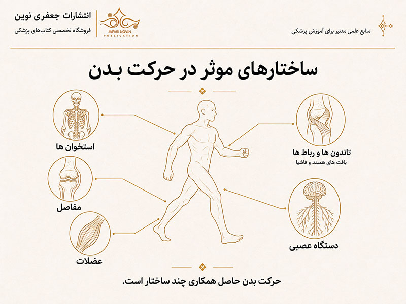 ساختارهای موثر در حرکات بدن