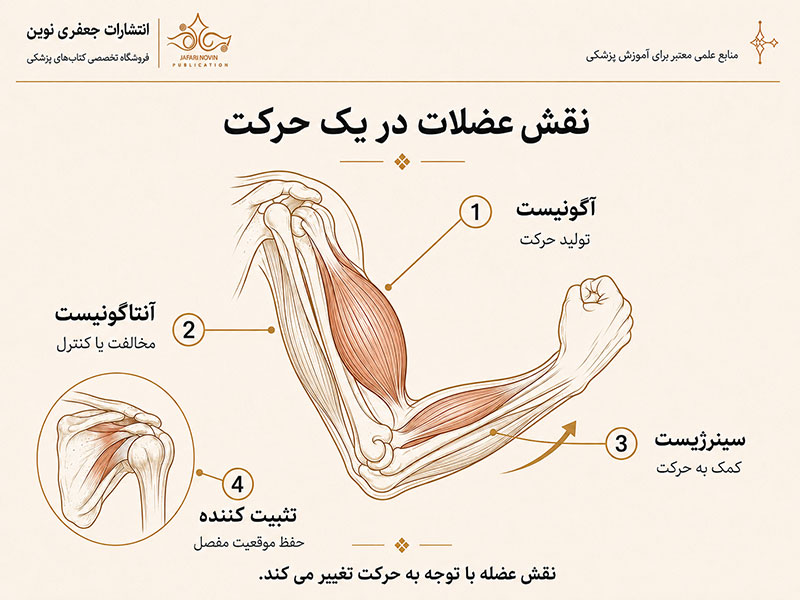 نقش عضلات در حرکات بدن