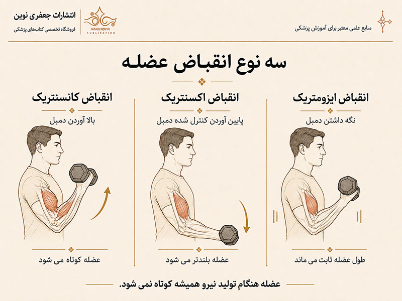 انواع انقباض عضله