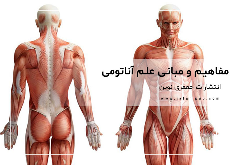 مفاهیم و مبانی علم آناتومی
