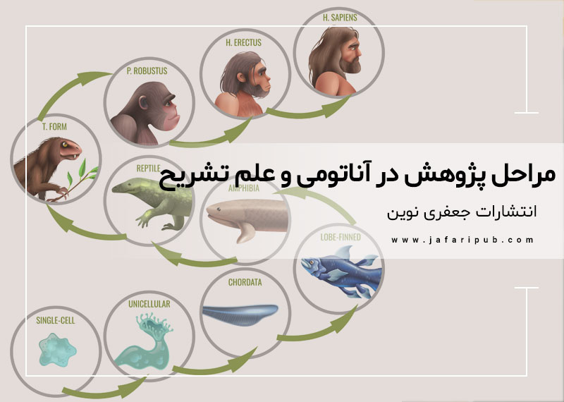 مراحل پژوهش در آناتومی و علم تشریح