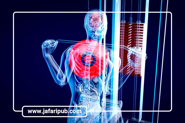 نقش عضلات در حرکات بدن