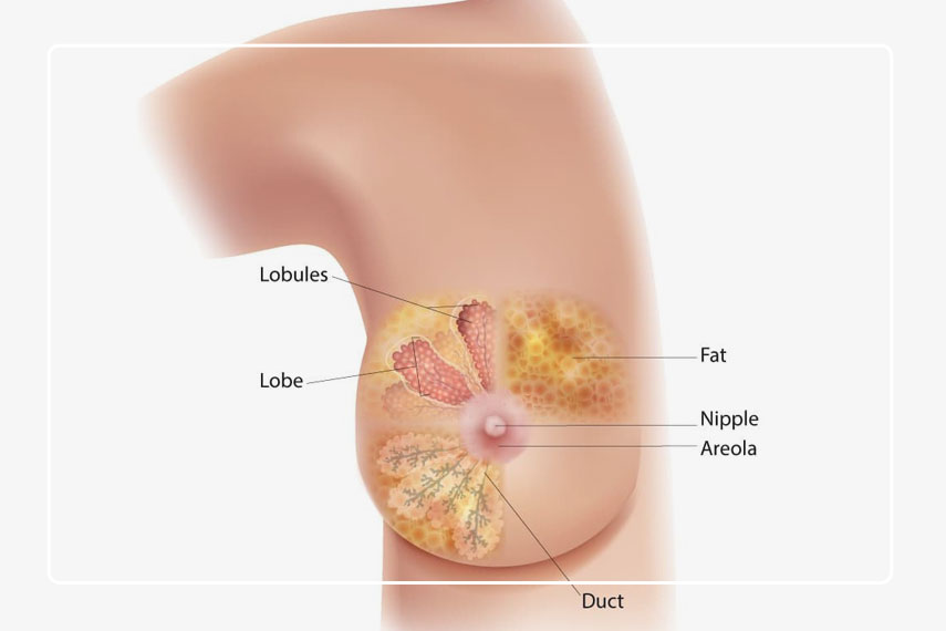 نقش ژنتیک در سرطان سینه 