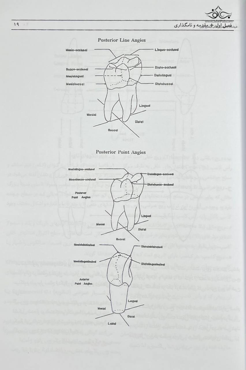 کتاب آناتومی و مورفولوژی دندان