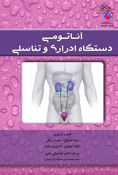 آناتومی دستگاه ادراری و تناسلی