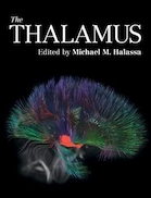 The Thalamus | تالاموس