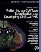 Patterning and Cell Type Specification in the Developing CNS and PNS,2nd Edition | مشخصات الگو و نوع سلول در CNS و PNS در حال توسعه، ویرایش دوم