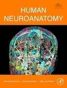 Human Neuroanatomy 1st Edition | نوروآناتومی انسان ویرایش اول