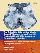 The Spinal Cord during the Middle Second Trimester through the 4th Postnatal Month 130- to 440-mm Crown-Rump Lengths | طناب نخاعی در طول سه ماهه دوم بارداری تا چهارمین ماه پس از زایمان 130 تا 440 میلی متر طول تاج تاج