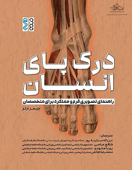 درک پای انسان: راهنمای تصویری فرم و عملکرد برای متخصصان
